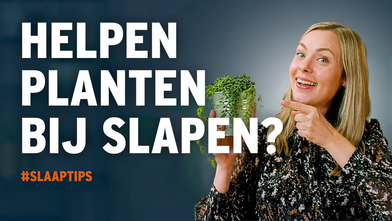 Welke Planten Zijn Het Best Voor Je Slaapkamer? | SLAAPTIPS van M line