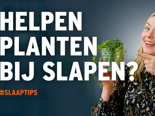 Welke planten passen het best in je slaapkamer?